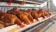 Tavuk Eti Üretimi Sert Düştü, Yumurta Zirveye Koştu