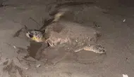 Kumsalda Gece Yarısı Sürprizi: Dev Carettaya Kamıştan Kalkan Kurdular!