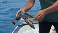 Samandağ’da Oltaya Takılan Caretta Caretta Son Anda Kurtarıldı