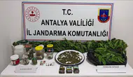 Manavgat'taki Uyuşturucu Operasyonu: Esrar ve Kök Kenevir Yakalandı