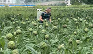 Enginar Üretiminde Liderlik Bursa'ya Geçiyor