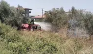 Ilıca Mahallesi'nde Korkutan Yangın: Zeytin Ağaçları Zarar Gördü