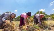 Ata Tohumları Yeniden Toprakla Buluştu! 5 Bin 460 Kilo Destek Verildi
