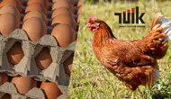 Tavuk Yumurtası Üretimi Haziranda Geriledi