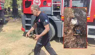 Manavgat Orman Yangınında Toprağa Sığınan Kaplumbağa Kurtarıldı