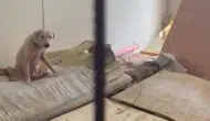 Maskesiz Girilemeyen Hayvan Hapishanesinde Can Pazarı ve Komşulara Tehdit