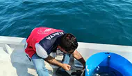 Antalya’da Mersin Balığı ve Alabalık Mercek Altında: Aksu’dan Alanya’ya Denetim!