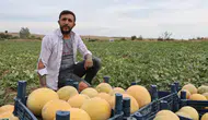 Tarlada 8 Pazarda 20 Lira: Adanalı Üretici Aracıyı Aradan Çıkardı!