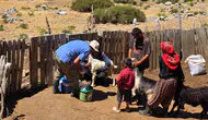 Korkuteli ve Gündoğmuş'ta Küçükbaş Hayvanlar İçin Aşılama Çalışması Başladı