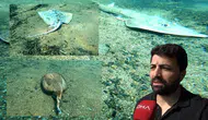 Çıralı’da Deniz Altında Korkutan Görüntü: Çok Sayıda Ölü Balık Bulundu