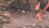 Yolu Şaşıran Caretta Caretta Trafiğe Çıkınca Vatandaş Seferber Oldu