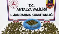 Alanya'da Uyuşturucu Operasyonu: 4 Şüpheli Gözaltına Alındı