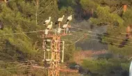 Mersin'de Elektrik Direğine Konan Leylekler Akıma Kapıldı! 3 Leylek Telef Oldu