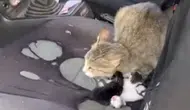 Mersin'de Camı Açık Otomobilde Tatlı Sürpriz: Kedi Araçta Yavruladı