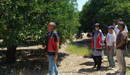 Finike ve Kumluca’da Turunçgil Mesaisi: Rekolte Tespiti İçin Sahaya İndiler