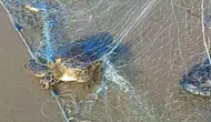 Mersin Sahillerinde Yasa Dışı Avcılık Operasyonu: Caretta Caretta Kurtarıldı