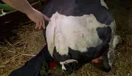 Bahçesine Giren Komşusunun Danasının Kuyruğunu Baltayla Kesti!