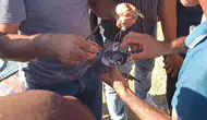 Toroslar’ın Zirvesinde Yem Edilen Güvercin Özgürlüğüne Kavuştu