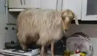 Mutfak Baskını! Eve Giren Keçi Tezgaha Çıkıp Yemek Aradı