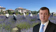 Antalya'da Aromatik Bitki Rekoltesi Yağışlarla Yüzde 40 Arttı