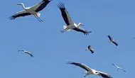Hatay'da Yüzlerce Leyleğin Göç Yolculuğu Görsel Şölen Oldu