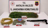 Alanya’da Uyuşturucu Operasyonu! 120 Kök Kenevir Ele Geçirildi