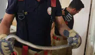 Hatay'da Mahalle Aralarına Giren Yılanlar Korkuttu! Doğaya Bırakıldı