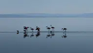 Tuz Gölü’nde Sevimli Flamingo Ailesi Kamerada: Sondaki Yavruya Dikkat!
