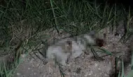 Antalya’da Yavru Köpek Dehşeti! Alman Turist Gözaltına Alındı