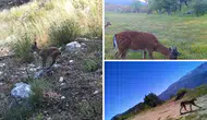 Fotokapana Takılan Gizli Dünya: Vaşak, Alageyik ve Yaban Keçileri Kovada Gölü’nde Görüntülendi