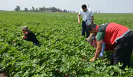 Tarım Arazilerinde Tohum Gelişim Takibi Sürüyor