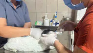 Kemer’de Can Dostlarına Şefkat Eli: Yüzlerce Hayvan Sağlığına Kavuştu