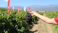 Hatay'da Üzüm Bağ Bozumu Başladı: 85 Bin Ton Rekolte Bekleniyor!
