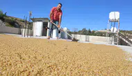 Tarladan Sofraya: Hatay'da Geleneksel Karakılçık Bulguru Mesaisi!
