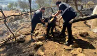 Alevlerin Hefindeki Can Dostlar Yalnız Bırakılmadı: Antalya Büyükşehir'den Kapı Kapı Sağlık Taraması
