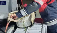 Yorgun Düşen Leylek Kayalıklarda Kurtarıldı: Doğaya Dönecek