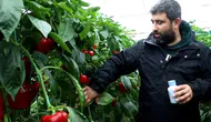 Serikli Biber Üreticisi Kimyasal İlacı Bıraktı! Böcekle Mücadele Maliyeti Düşürdü