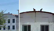 Serik'te Şaşırtan Görüntü: Keçiler Çatıda Dolaştı