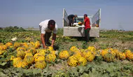 Hatay'da Kavun Hasadı Başladı: Tarlada 10 TL, Manavda 40 TL