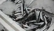 Karadeniz’de Çifte Bereket: Palamut ve Hamsi Kapış Kapış Satıldı