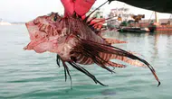 Akdeniz'i Korumak İçin Harekete Geçildi! İstilacı Aslan Balığı Avlama Yarışması
