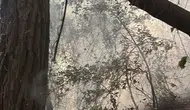 Hatay Dörtyol'daki Orman Yangınına Havadan ve Karadan Müdahale