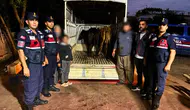 Korkuteli'de Çalınan Hayvanlar Burdur'da Satılmış: 1 Tutuklama