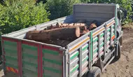Hatay İskenderun'da Kaçak Ağaç Kesimine Yasal İşlem