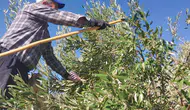 Mersin'de Zeytin Hasadı Başladı: 300 Bin Ton Rekolte Bekleniyor