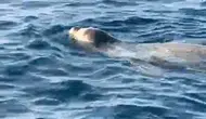 Alanya'da Tekneyle Açılan Amatör Balıkçıların Karşısına Fok Çıktı
