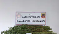 Serik'te Jandarmadan Kenevir Operasyonu: 80 Kök Ele Geçirildi