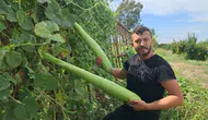 Serik'te Deneme Amacıyla Ekti! 1 Metrelik Dev Kabaklar Yok Satıyor