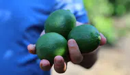 Adana'da Limon Hasadı Başladı: Üretici Savaş ve Pazar Engeline Takıldı