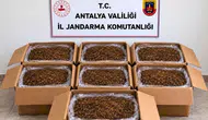 Döşemealtı ve Alanya'da Kilolarca Kaçak Tütün Ele Geçirildi